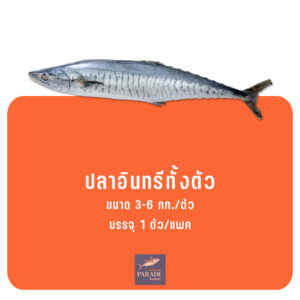 ปลาอินทรีทั้งตัว แช่แข็งสด คัดพิเศษ เหมาะสำหรับแล่หั่นปรุงอาหาร