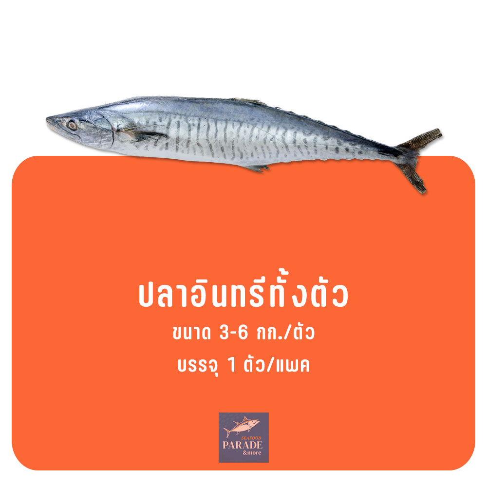 ปลาอินทรีทั้งตัว แช่แข็งสด คัดพิเศษ เหมาะสำหรับแล่หั่นปรุงอาหาร